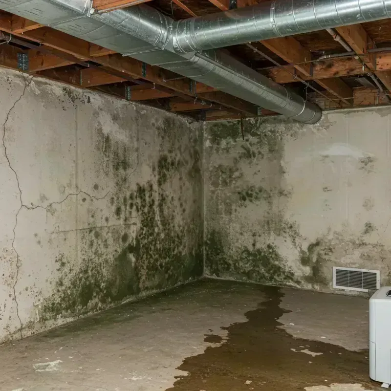 Professional Mold Removal in Chapmanville, WV